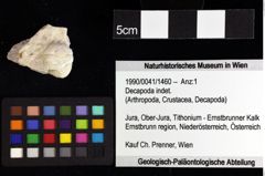 Foto (Objket + Etiketten) von Galatheoidea indet. 